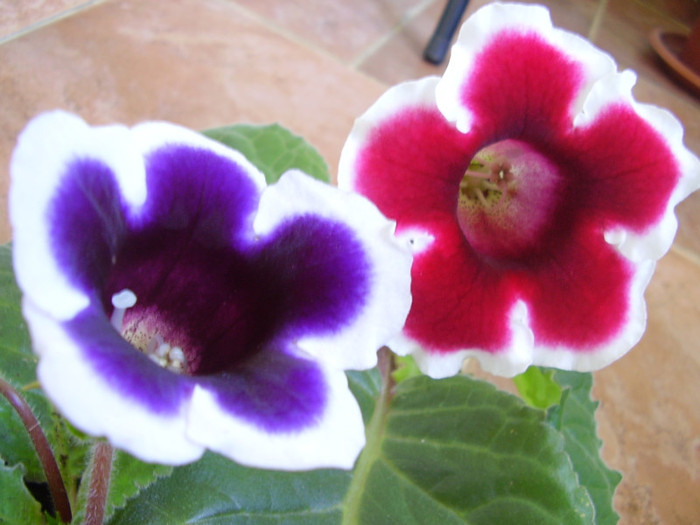 Peroni 867 - gloxinia