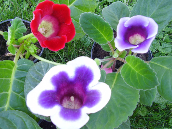 Peroni 872 - gloxinia