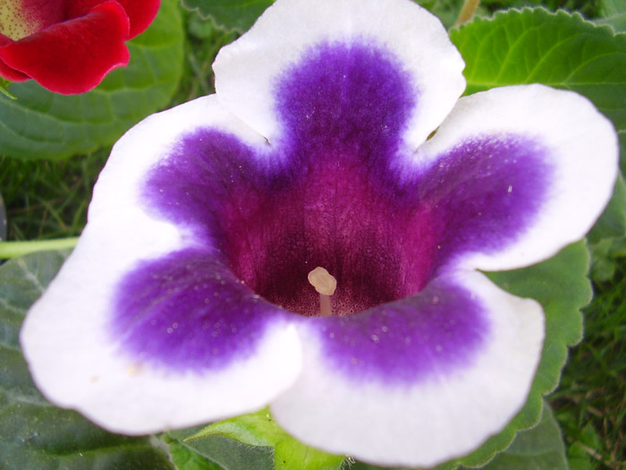 Peroni 873 - gloxinia