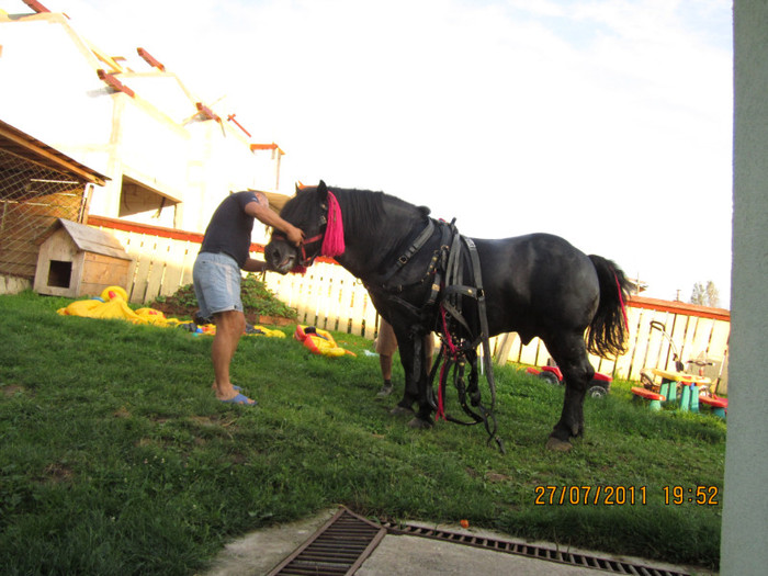 Picture 058 - cal negru de vanzare