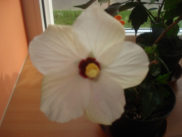cairo white - hibiscusi