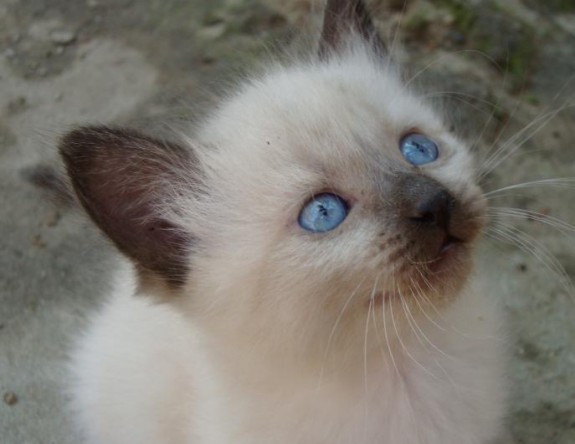 pisoi-birmanez - Pui frumosi de pisica