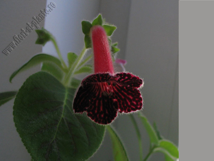 Kohleria Sofia 7
