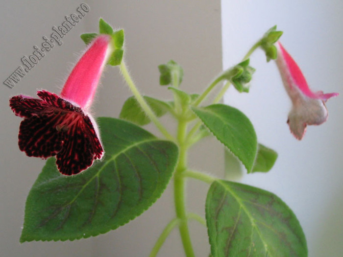 Kohleria Sofia 9; Imagini in premiera
