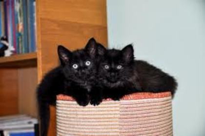  - pisicutze negre