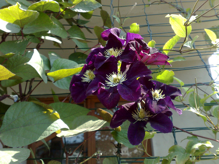 clematita warshawa nike