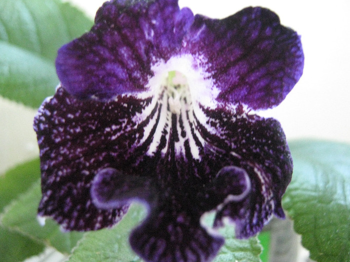  - streptocarpus Cherry Summer -Visniovoje Leto