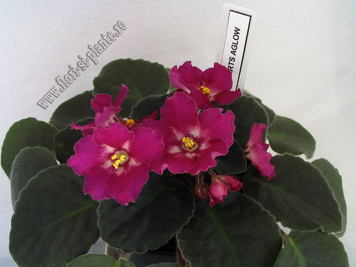 Saintpaulia Hearts aglow 8