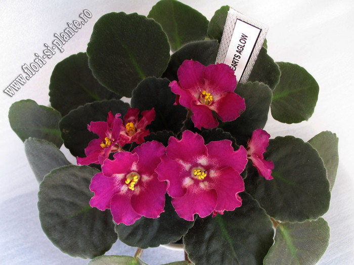 Saintpaulia Hearts aglow 10