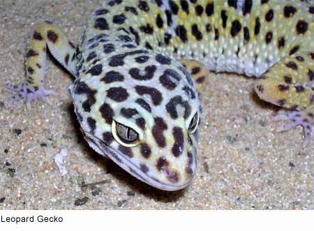 2286534 - gecko leopard