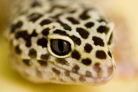 2286551 - gecko leopard