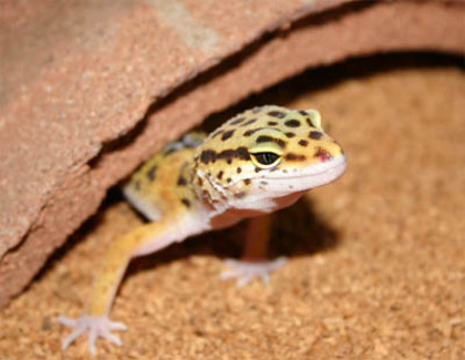 31219646 - gecko leopard