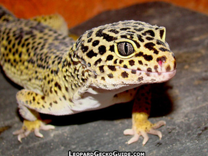 31219672 - gecko leopard