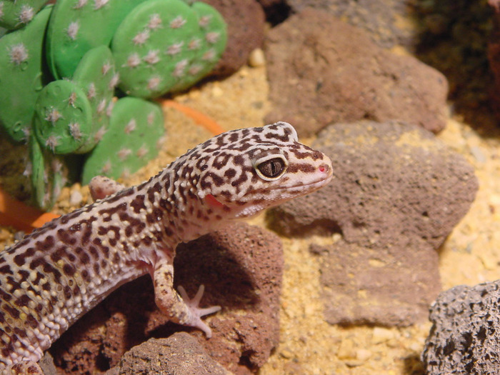 1151171014 - gecko leopard
