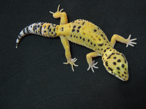 3044452303_6c68206b29 - gecko leopard