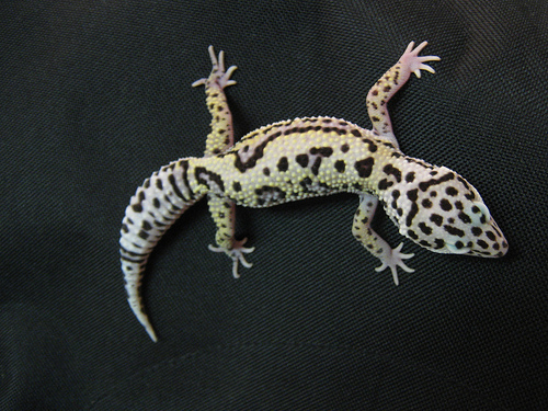 3044477161_0242a9a752 - gecko leopard