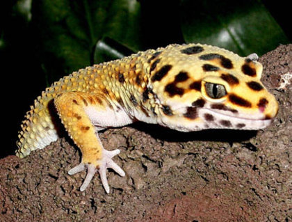 files - gecko leopard