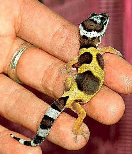 baby-leopard-gecko_sean-odell