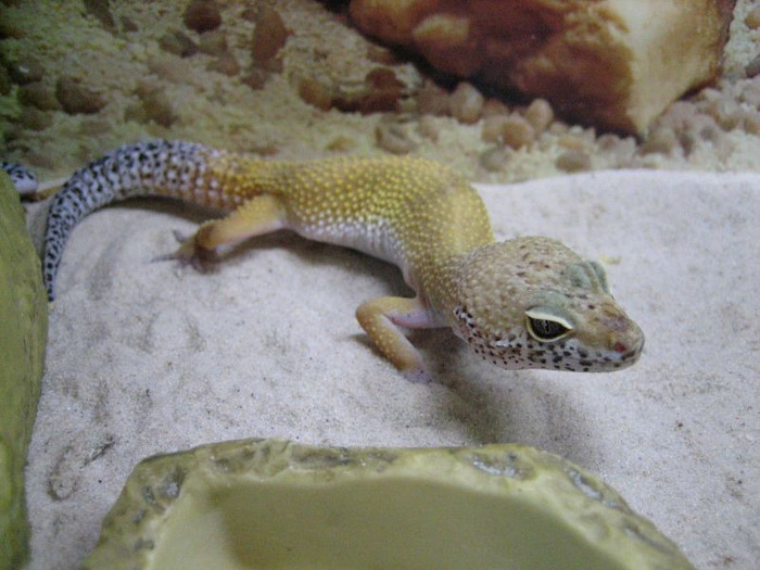 gecko leopardo hypo