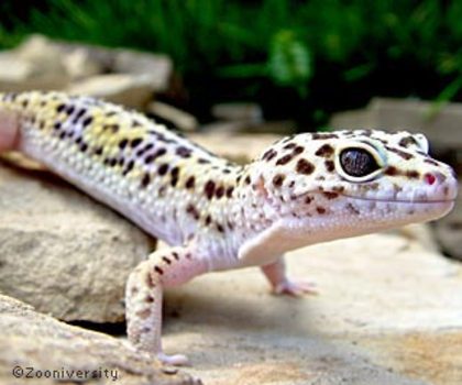 Leopard-Gecko[1]