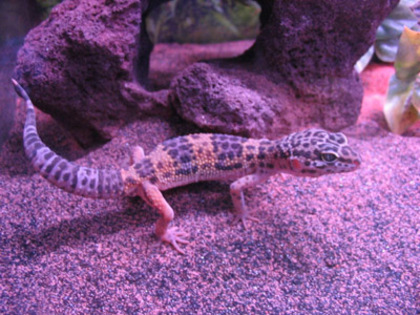 leopard-gecko-01-4month