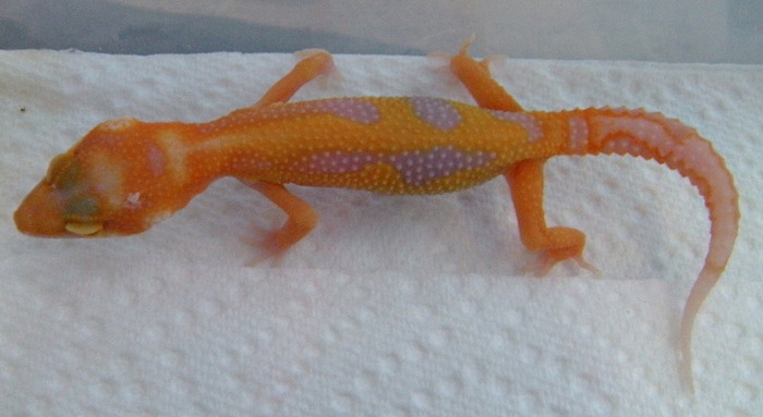 leopard-gecko-lavender-albino