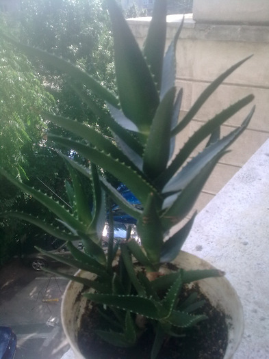 Imagine1225 - aloe arborescens