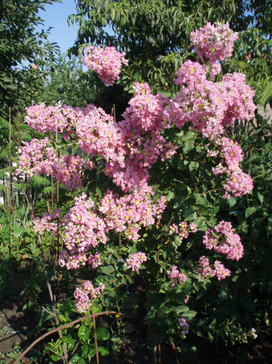 P1010148 - Gradina de flori 2011