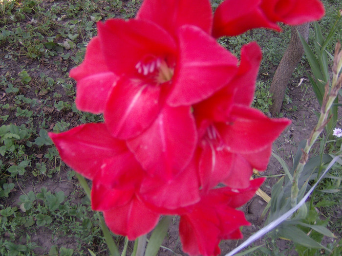 90 - gladiole