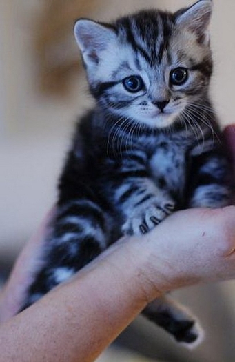 12 - adopta un catel sau o pisica