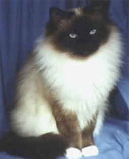 13 - adopta un catel sau o pisica