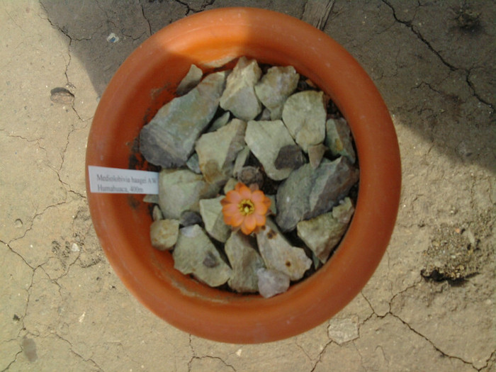 Mediolobivia haagei - CACTUSI INFLORITI 2011