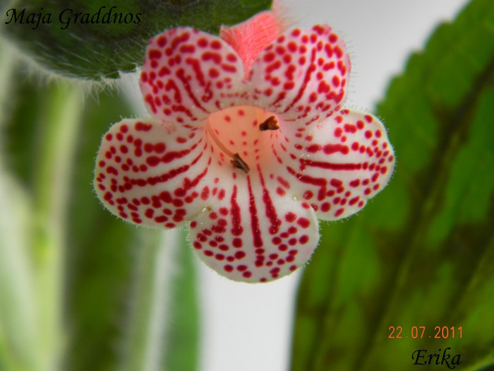 Maja Graddnos 22-07-2011