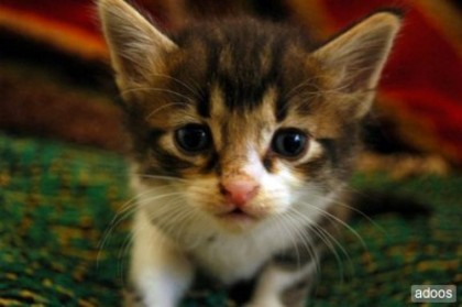 o pisicuta gingasa - Pui frumosi de pisica