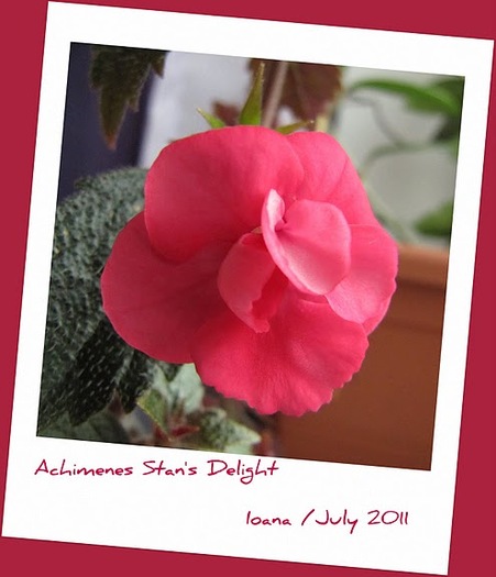 SD 2 - achimenes 2011