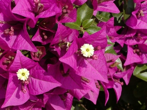 bougainvillea mea - Bougainvillea