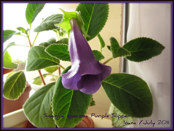 IMG_6302 - gloxinia 2011