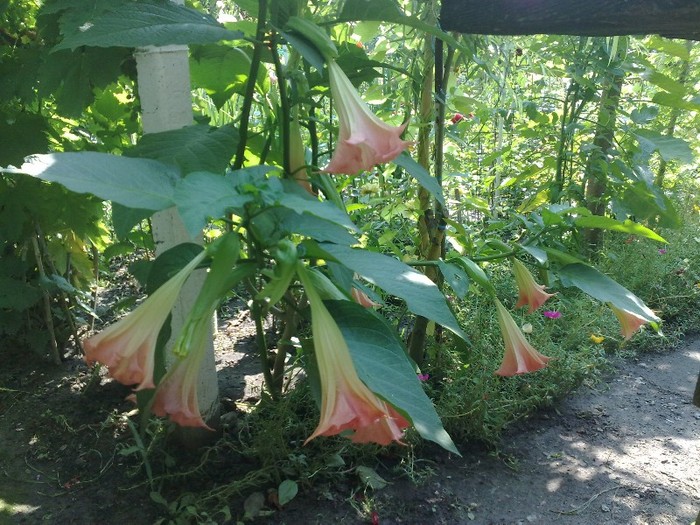 72 - Brugmansia si datura