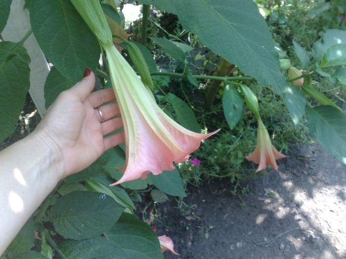 73 - Brugmansia si datura