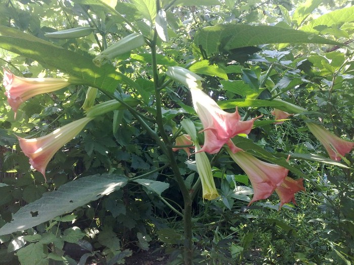 76 - Brugmansia si datura