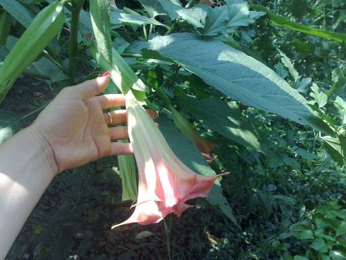 77 - Brugmansia si datura