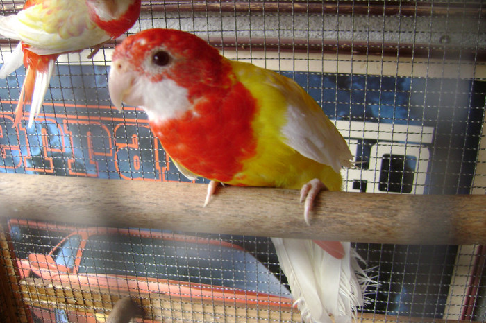 DSC00024 - papagali rozela