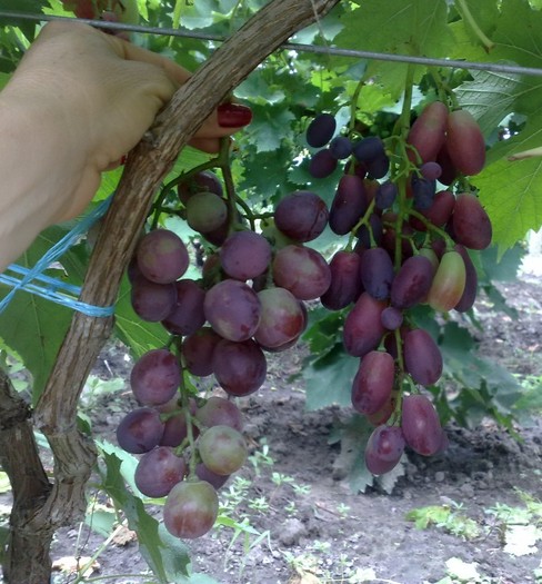 cardinal si dunawska