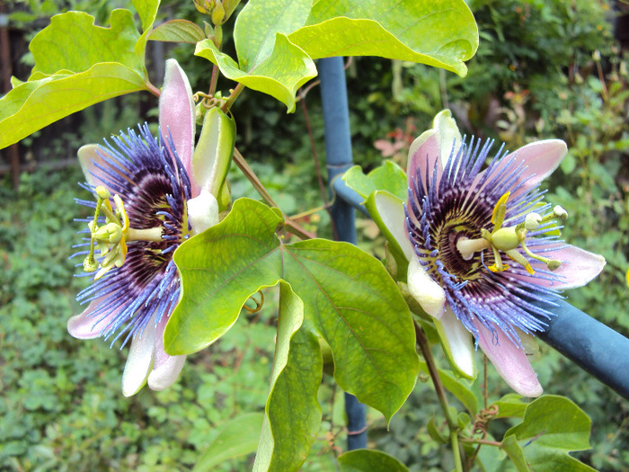 DSC02904 - Passiflora