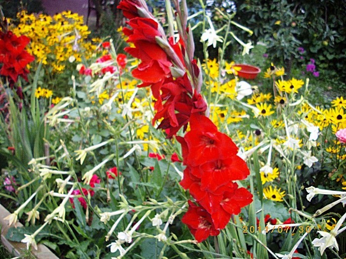 IMGP9299 - florile de acasa 2011