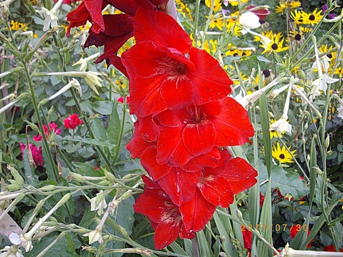 IMGP9300 - florile de acasa 2011