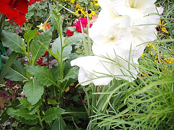 IMGP9301 - florile de acasa 2011