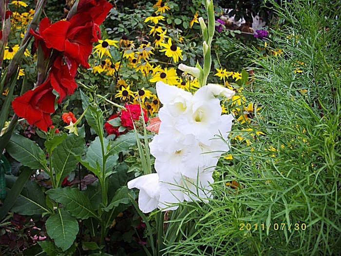 IMGP9302 - florile de acasa 2011