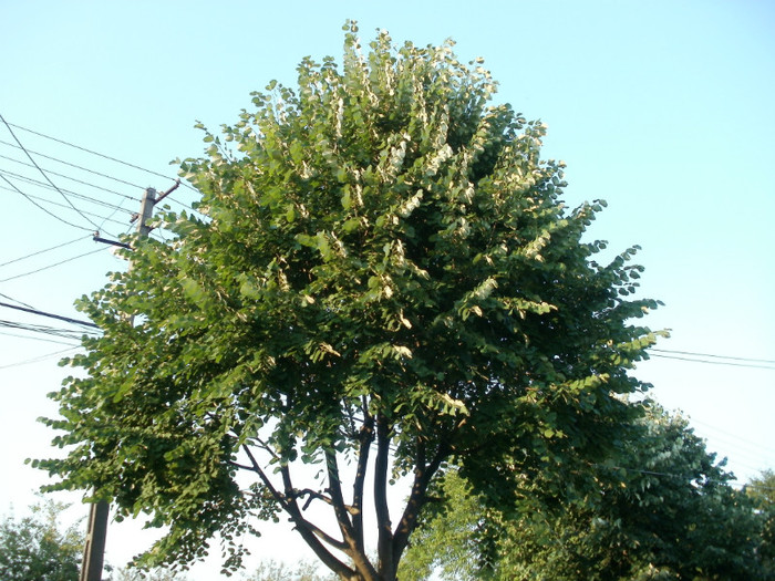 Teiul - Arbori si plante melifere