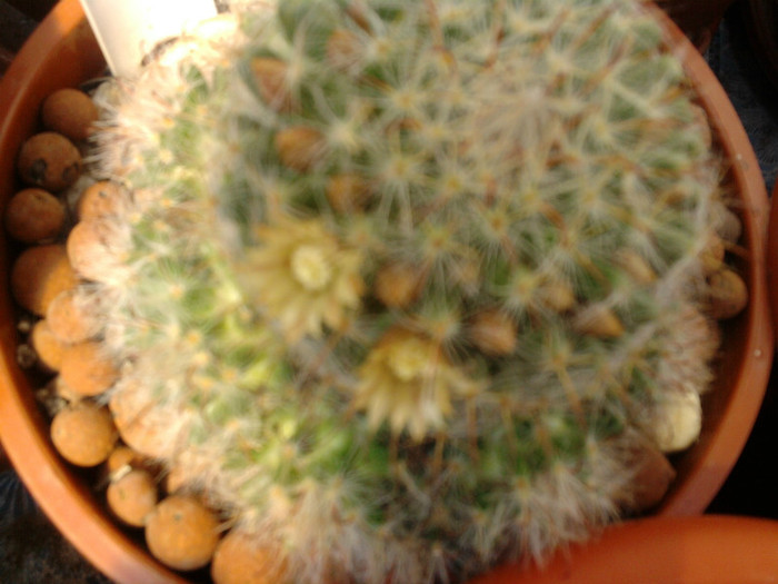 Mammillaria bocasana - CACTUSI INFLORITI 2011